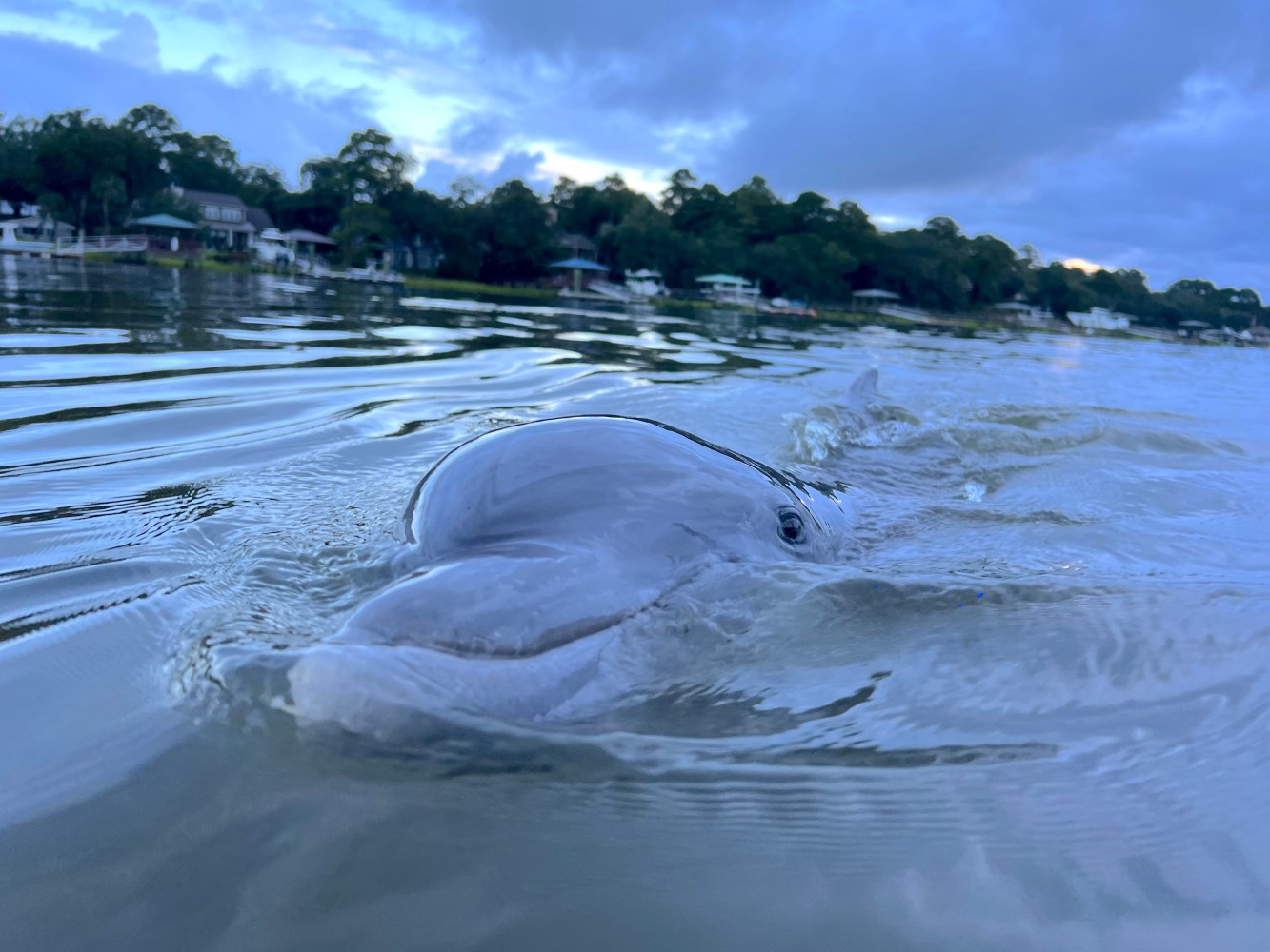 Dolphin swimming in a body of water