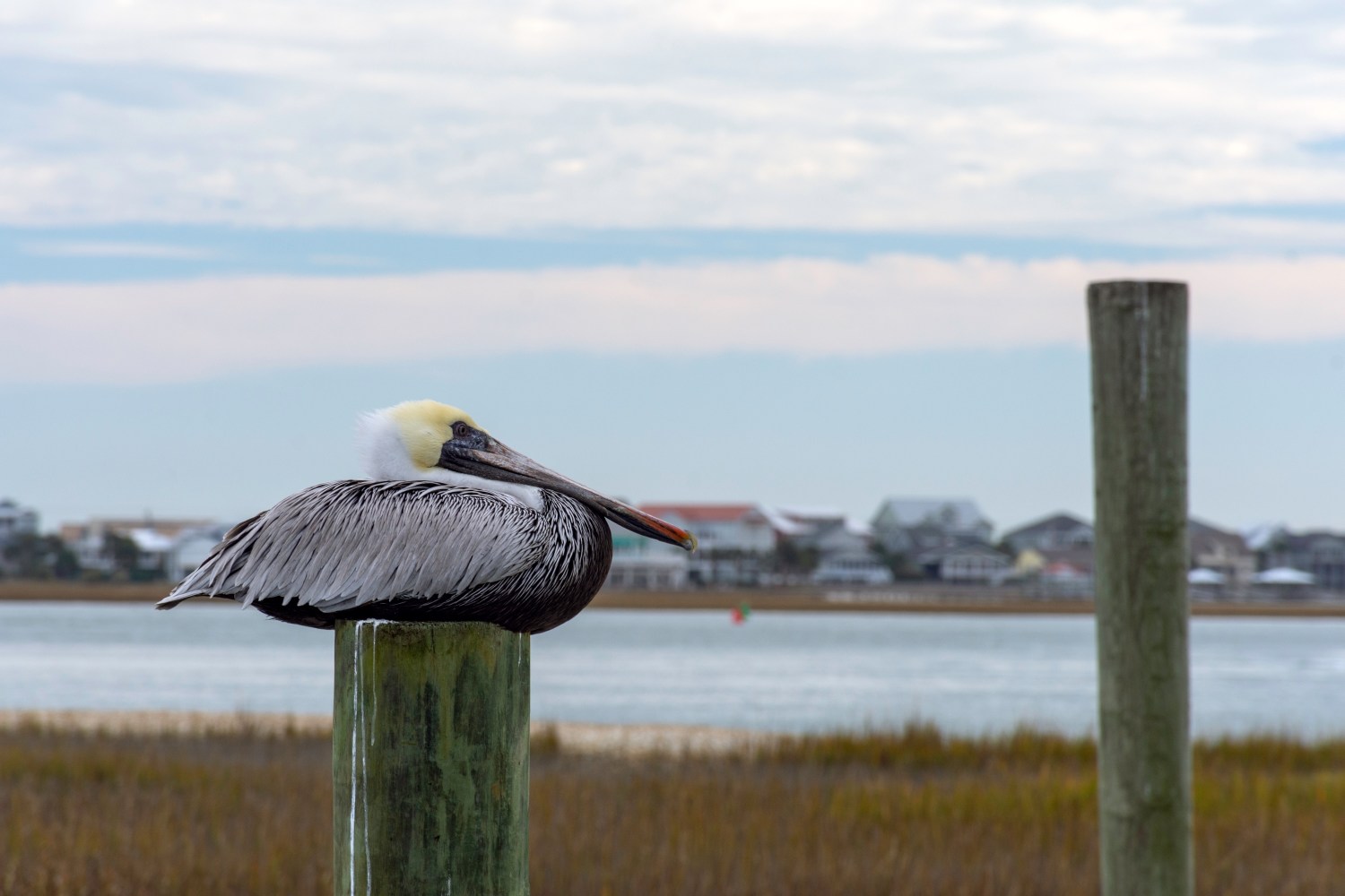 Pelican perched on a wooden post near a body of water with buildings in the background.