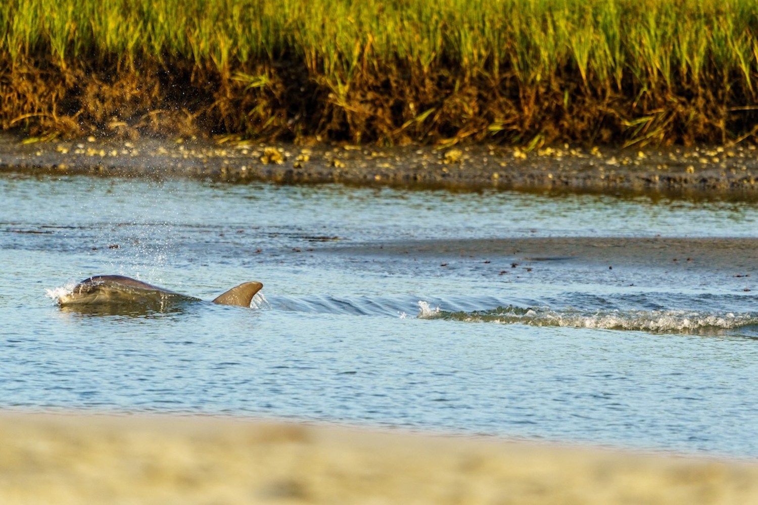 Dolphin surfacing in shallow water near grassy shoreline.
