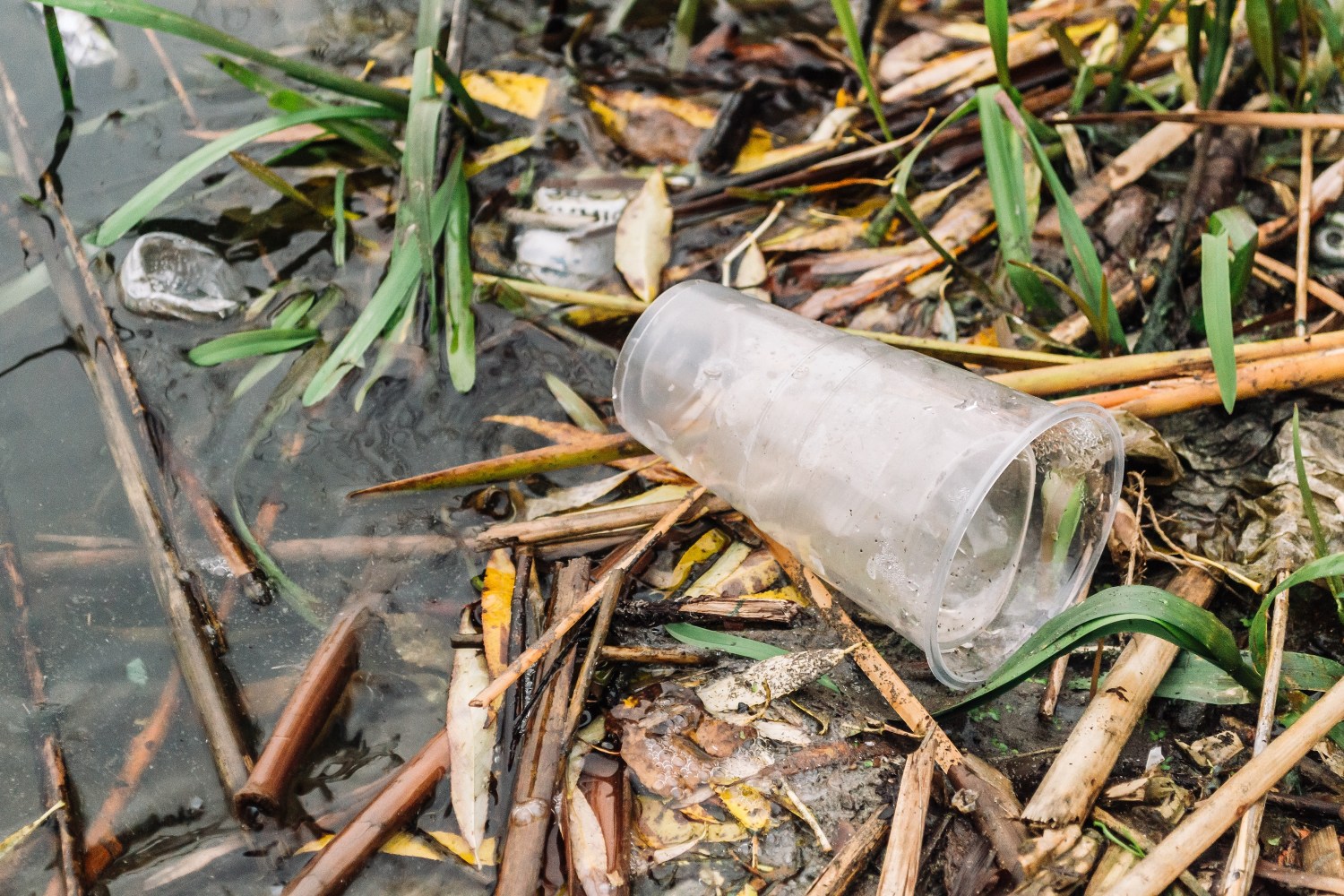 Plastic cup littered on the ground among grass and reeds by water.