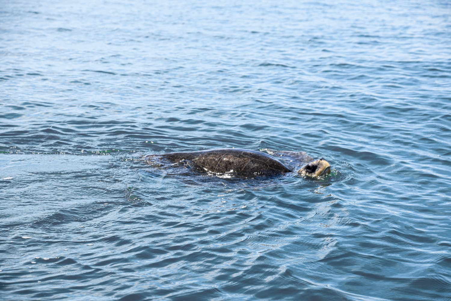 Sea turtle swimming near the water surface in a calm ocean.