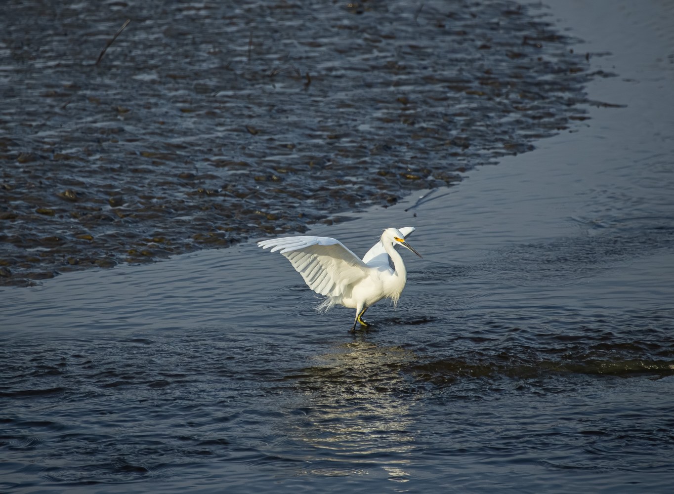 White egret with wings spread, standing in shallow water near muddy shore.