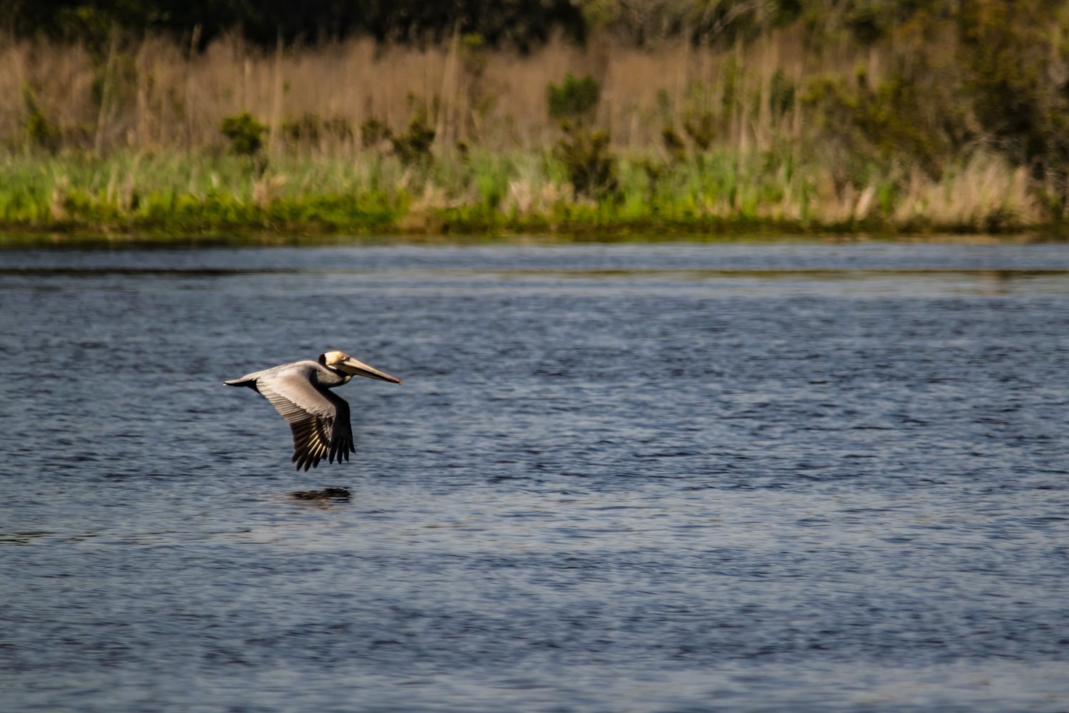 Pelican flying low over water with grassy shoreline in the background.