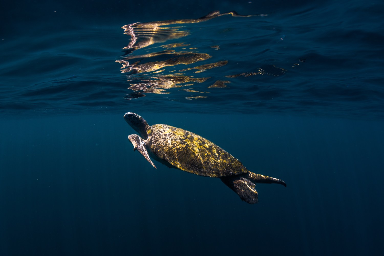 Sea turtle swimming underwater near the surface, with a reflection visible.