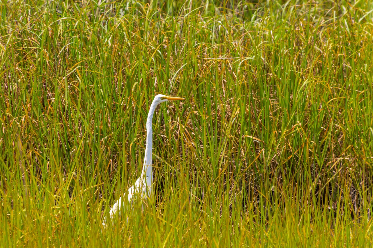 White egret standing in tall green grass in a marsh or wetland area.