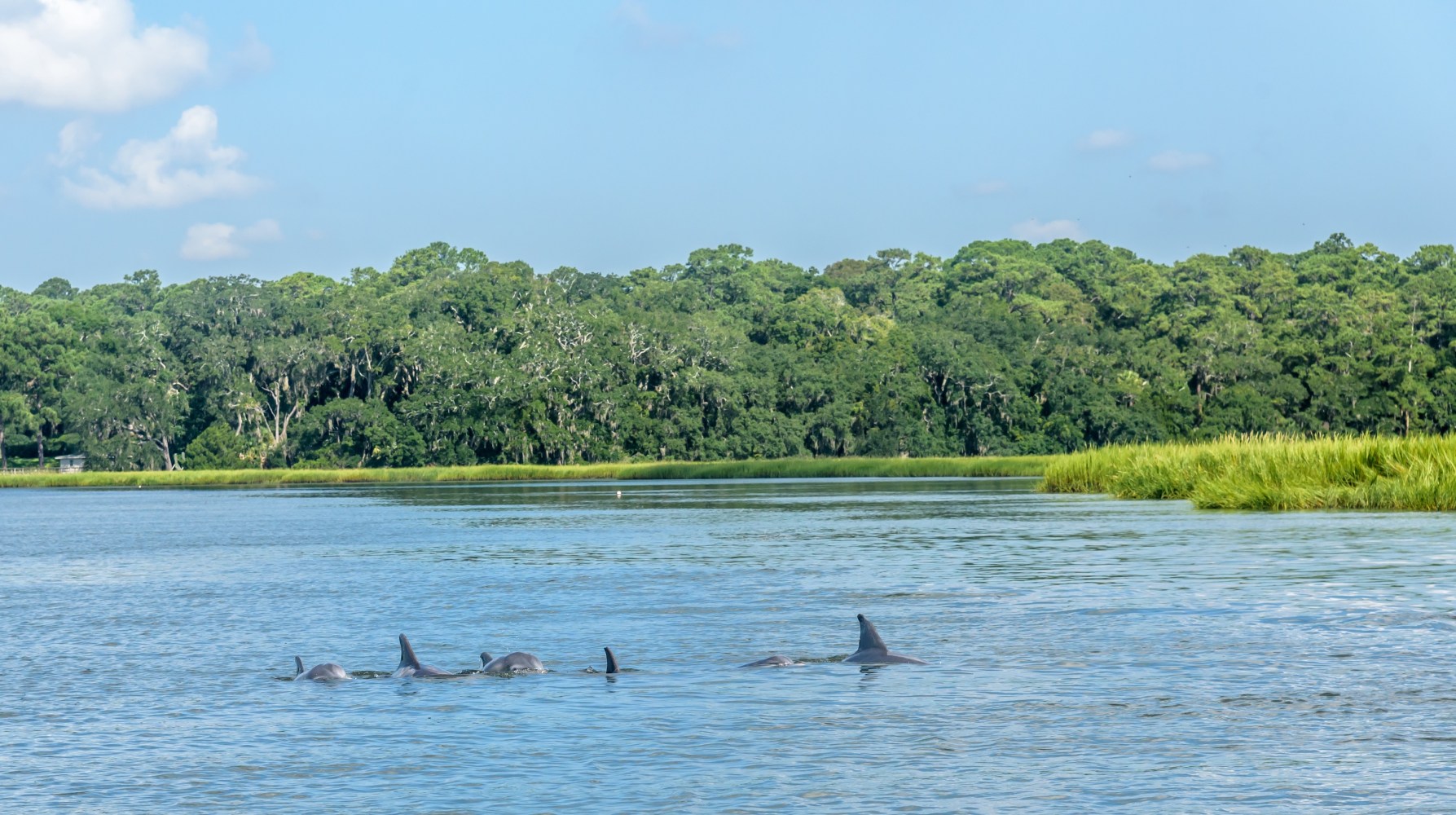 Five dolphins swimming in a river near a forested shoreline with blue sky.