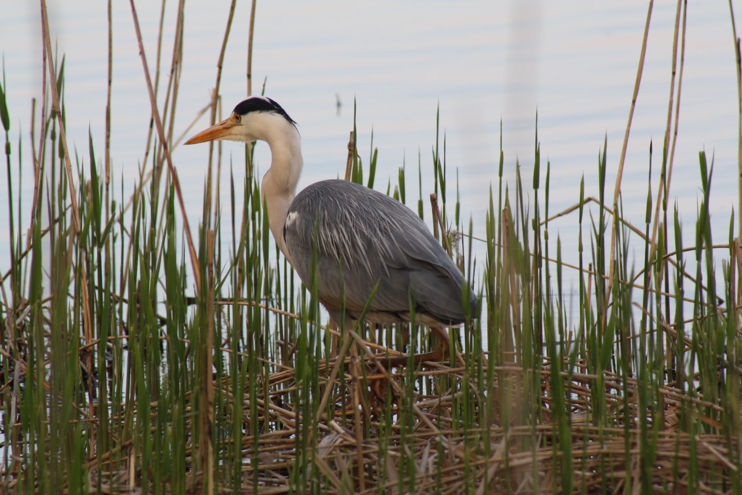 Heron standing among tall reeds by the shore.