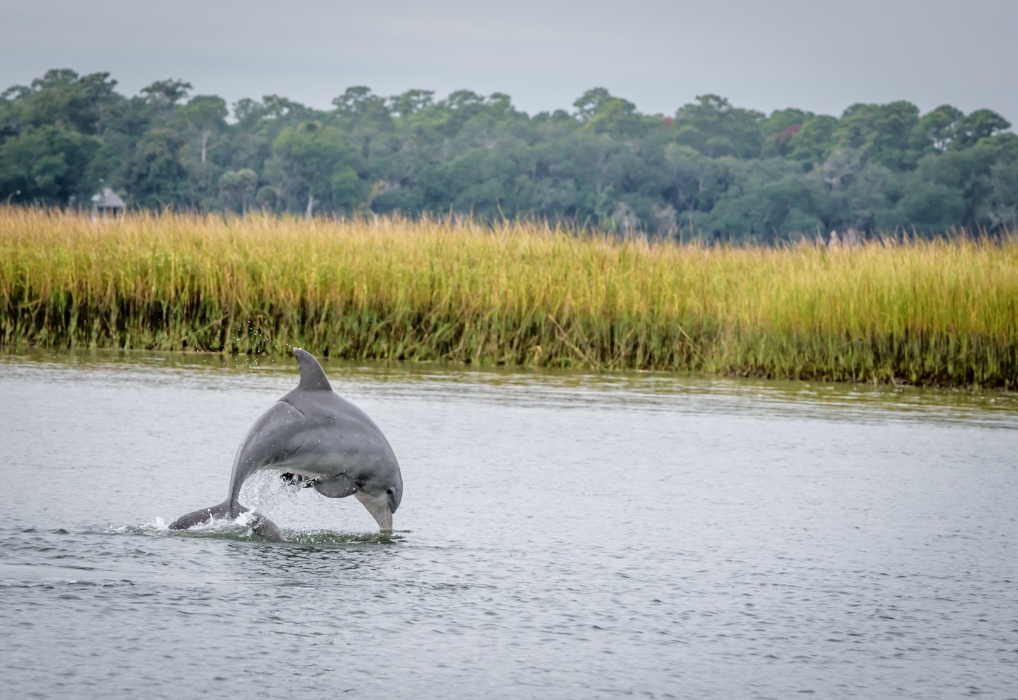 Dolphin leaping out of water with grass and trees in the background.