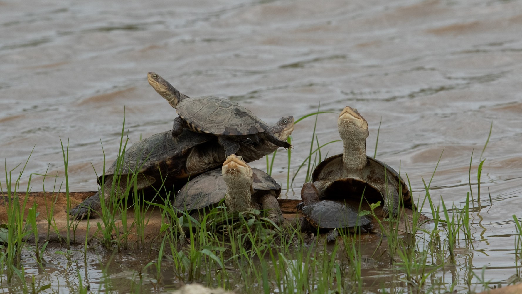 Several turtles stacked on each other in shallow water surrounded by grass.
